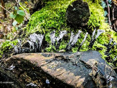 Geweizwam - Xylaria hypoxylon.JPG