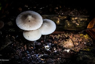 Bundelmycena - Mycena arcangeliana.JPG
