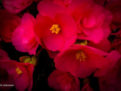 Begonia.JPG