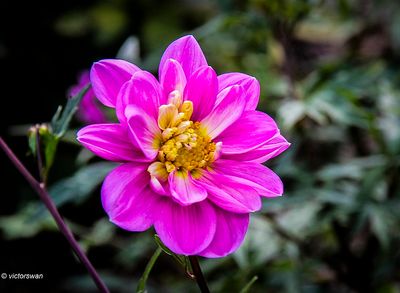 Dahlia-Take off.JPG