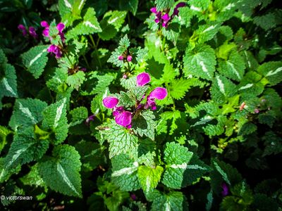 Gestreepte dovenetel - Lamium maculatum 'Variegatum'.JPG
