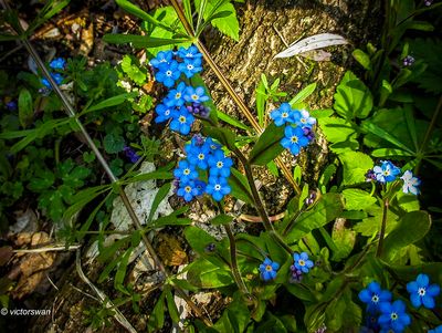 Bosvergeet-mij-nietje - Myosotis sylvatica.JPG