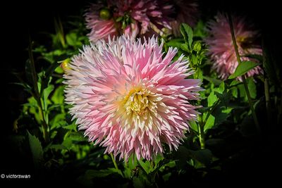 Dahlia-Nadia Ruth.JPG