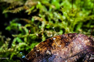 Kleine beukenbladmycena · Mycena capillaris.JPG