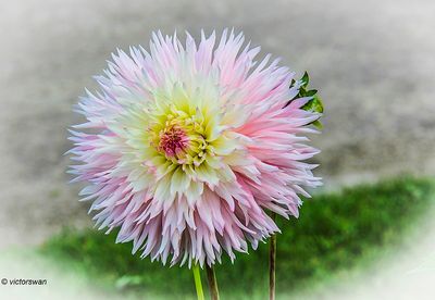 Dahlia