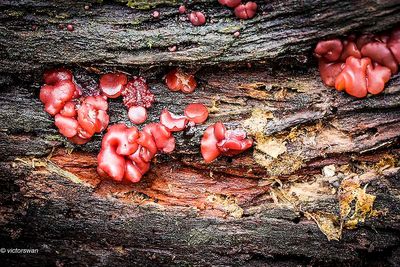 Mushrooms