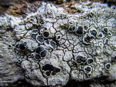 lichens