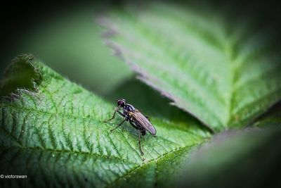 Insects
