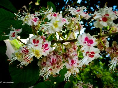 Witte paardenkastanje - Aesculus hippocastanum.JPG