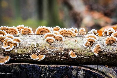 Plooivlieswaaiertje - Plicaturopsis crispa.JPG