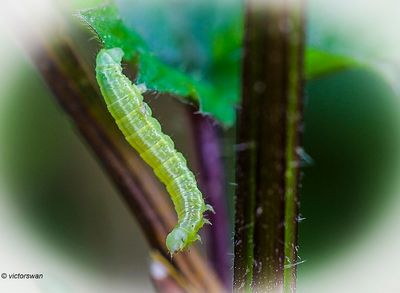 Butterflies - Caterpillars