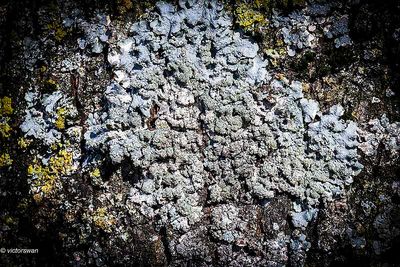 lichens