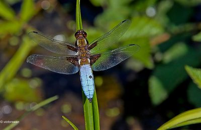 Damselflies-Dragonflies