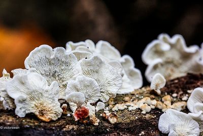 Mushrooms