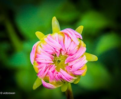 Dahlia