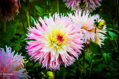 Dahlia