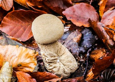 Mushrooms
