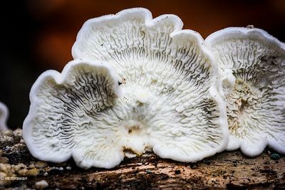 Mushrooms