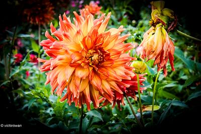 Dahlia