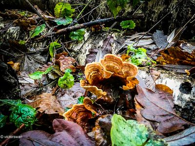 Mushrooms
