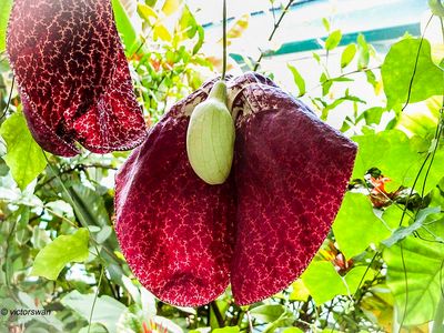 Meise National plant garden of belgium
