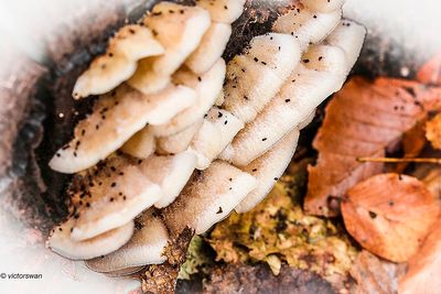 Mushrooms