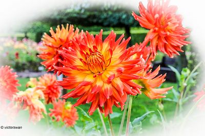 Dahlia