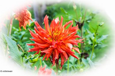 Dahlia