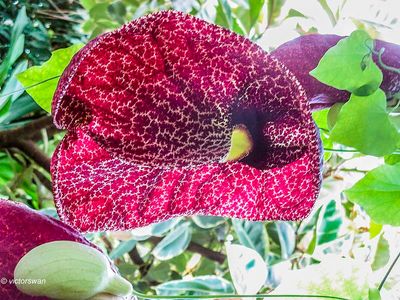 Meise National plant garden of belgium