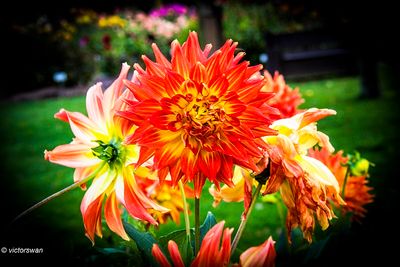 Dahlia
