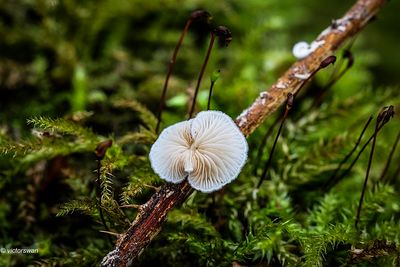 Mushrooms