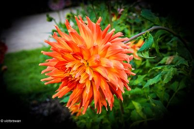 Dahlia