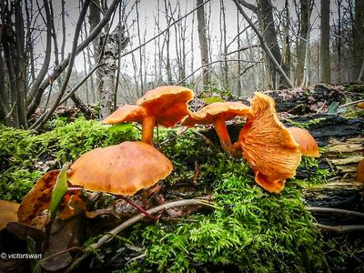 Mushrooms