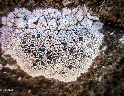 lichens