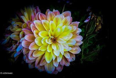 Dahlia