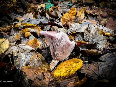 Mushrooms