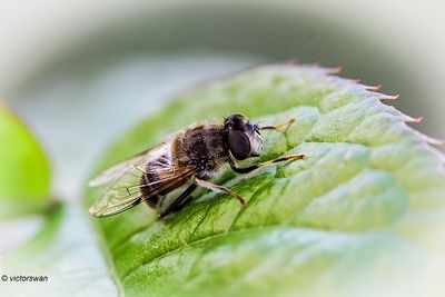 Insects