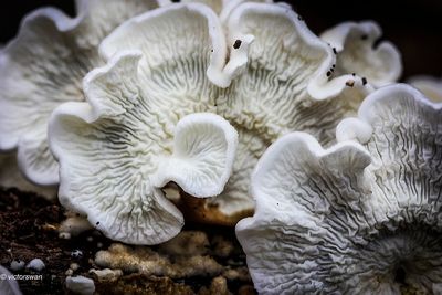 Mushrooms