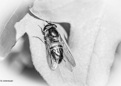 Insects