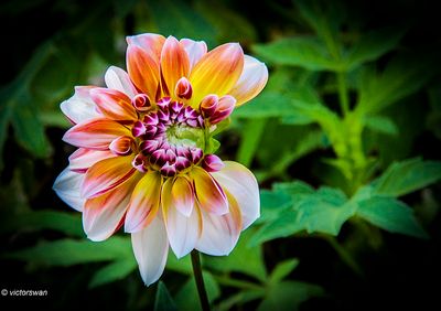Dahlia