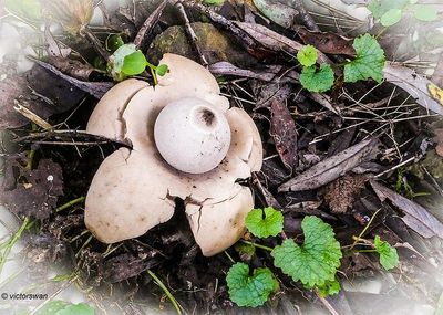 Mushrooms