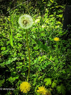 Plants