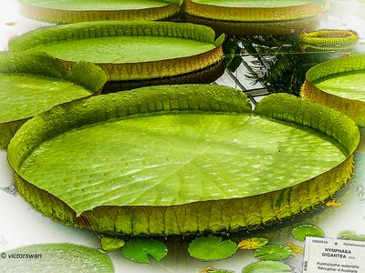 Meise National plant garden of belgium