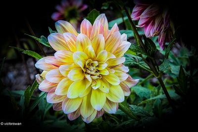 Dahlia