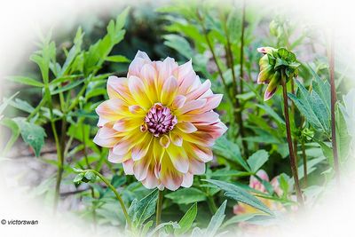 Dahlia
