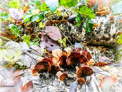Mushrooms