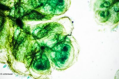 Grote kroosvaren - Azolla filiculoides.JPG