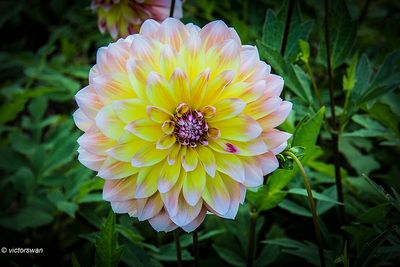 Dahlia-Caribbean Fantasy.JPG
