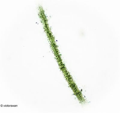 Grote kroosvaren - Azolla filiculoides.JPG