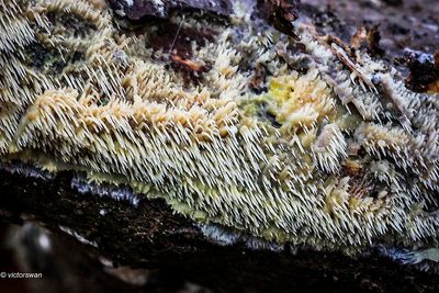 Witte dwergpegelzwam - Mucronella calva.JPG